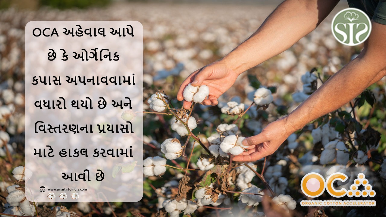 OCA અહેવાલ આપે છે કે ઓર્ગેનિક કપાસ અપનાવવામાં વધારો થયો છે અને વિસ્તરણના પ્રયાસો માટે હાકલ કરવામાં આવી છે