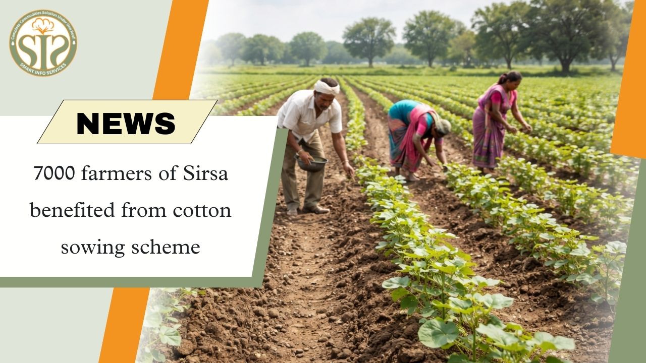 7000 farmers of Sirsa benefited from cotton sowing scheme