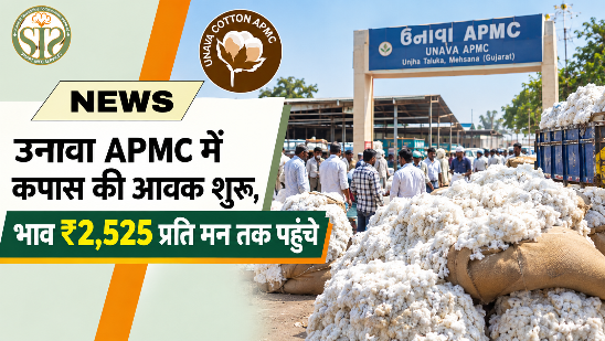 उनावा APMC में कपास आवक शुरू