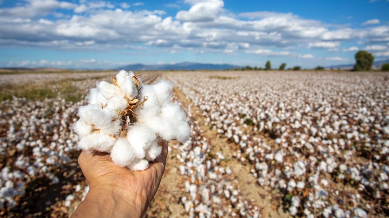 Seed Shortage Ahead of Cotton Sowing; Target of 2.9 Lakh Hectares at Risk