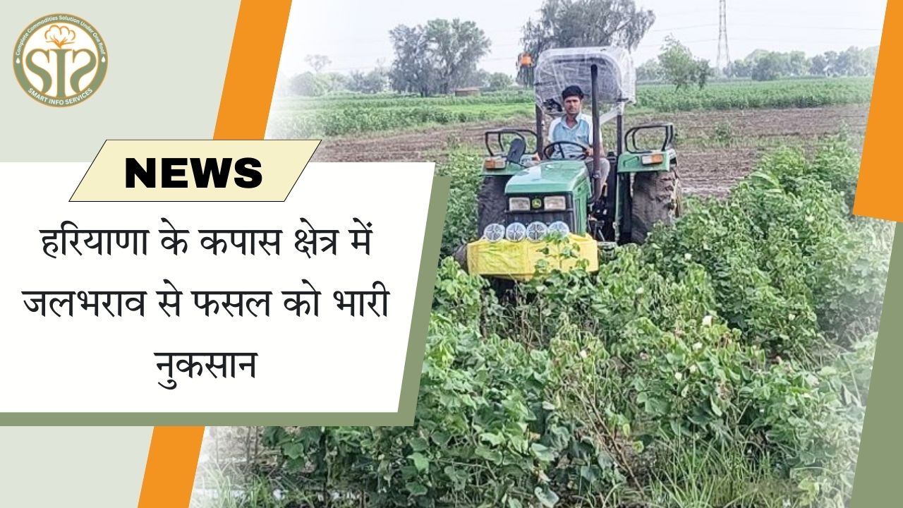 कपास की फसल डूबी, हरियाणा के किसान परेशान