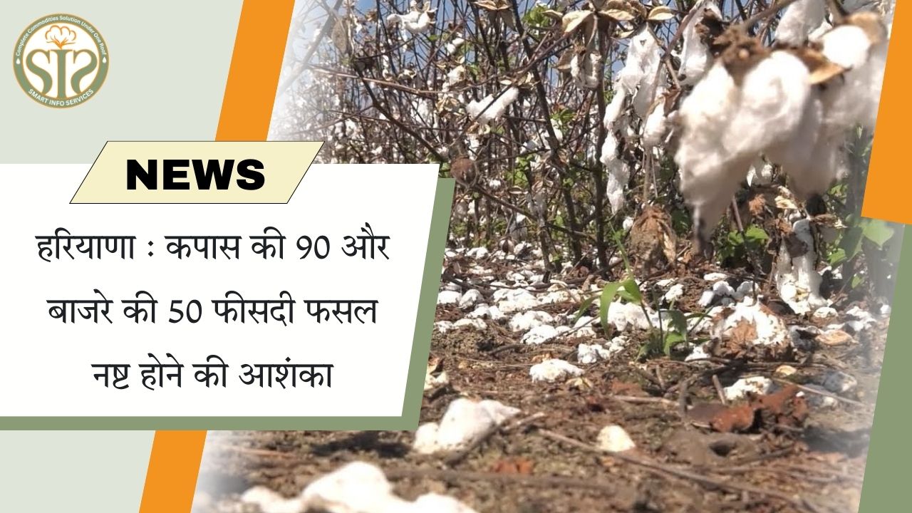 हरियाणा: कपास 90% और बाजरा 50% फसल नुकसान की आशंका