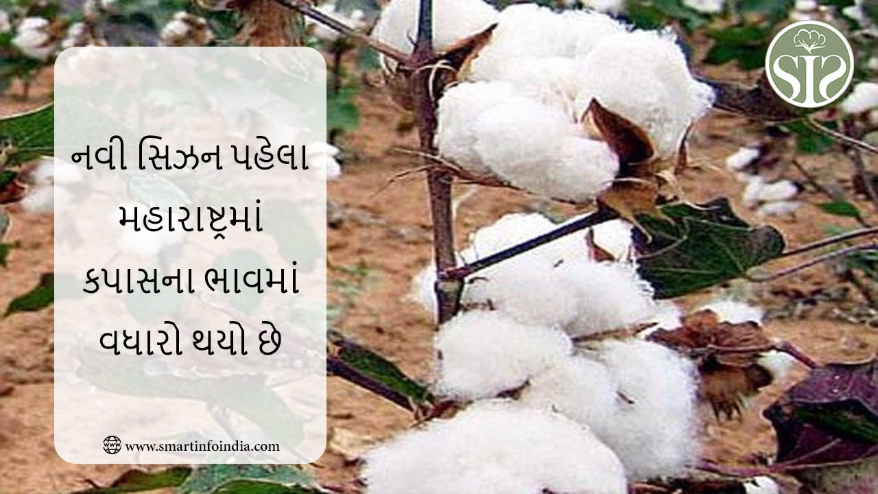 મહારાષ્ટ્રમાં નવી સિઝન પહેલા કપાસના ભાવ વધે છે