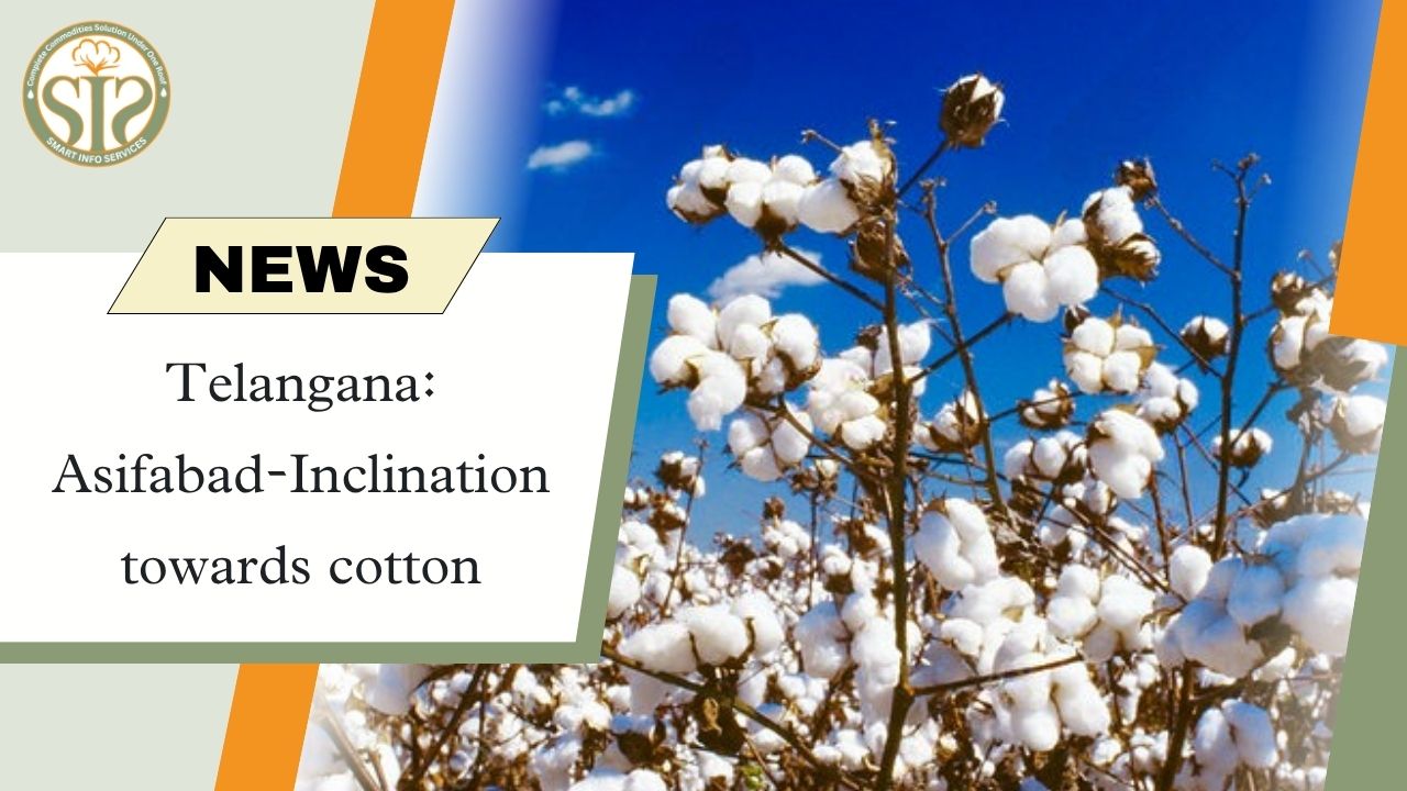 Telangana: Asifabad-Inclination towards cotton