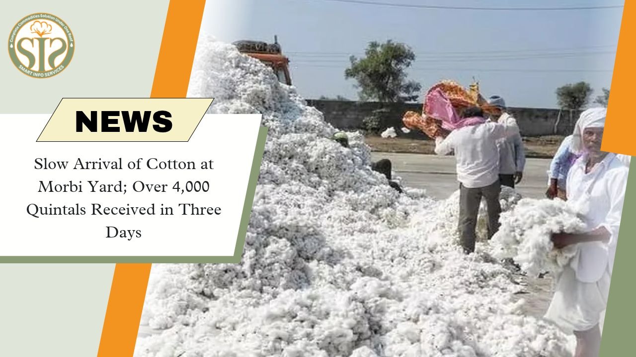 Morbi Cotton Arrivals Cross 4,000 Quintals in Three Days