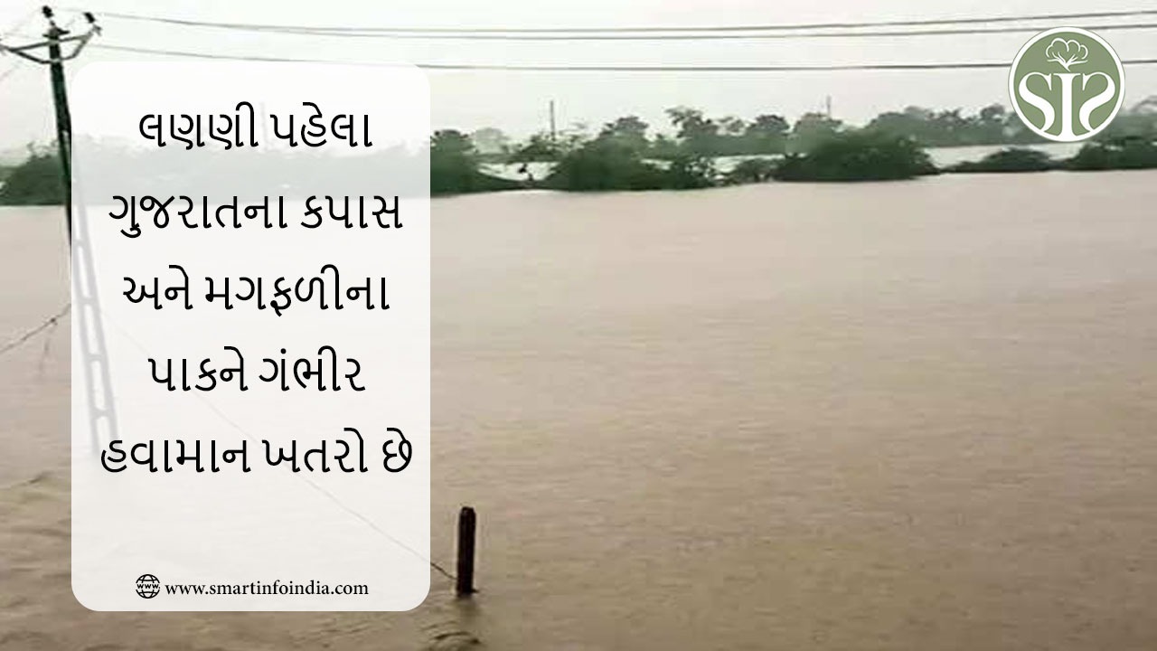 ગુજરાતના કપાસ અને મગફળીના પાક લણણી પહેલા ખરાબ હવામાનના જોખમમાં છે