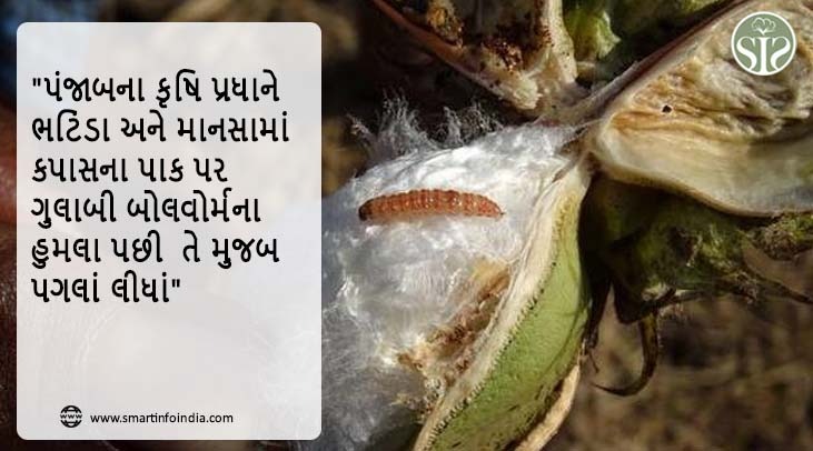 "ભટિંડા અને માનસામાં કપાસના પાક પર ગુલાબી બોલવોર્મના હુમલા પછી પંજાબના કૃષિ પ્રધાને તે મુજબ પગલાં લીધાં"