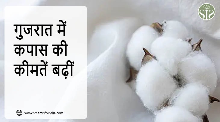 गुजरात में कपास की कीमतें बढ़ीं