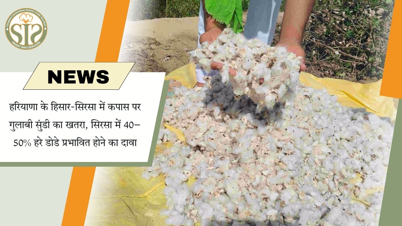 हरियाणा में कपास पर गुलाबी सुंडी का खतरा, सिरसा में 40–50% हरे टिंडे प्रभावित होने की रिपोर्ट