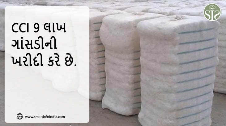 CCIએ 9 લાખ ગાંસડીની ખરીદી કરી હતી.