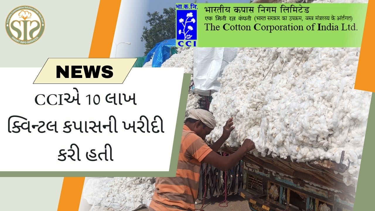 CCI: કપાસની ખરીદીનો આંકડો 10 લાખ ક્વિન્ટલ પર પહોંચ્યો