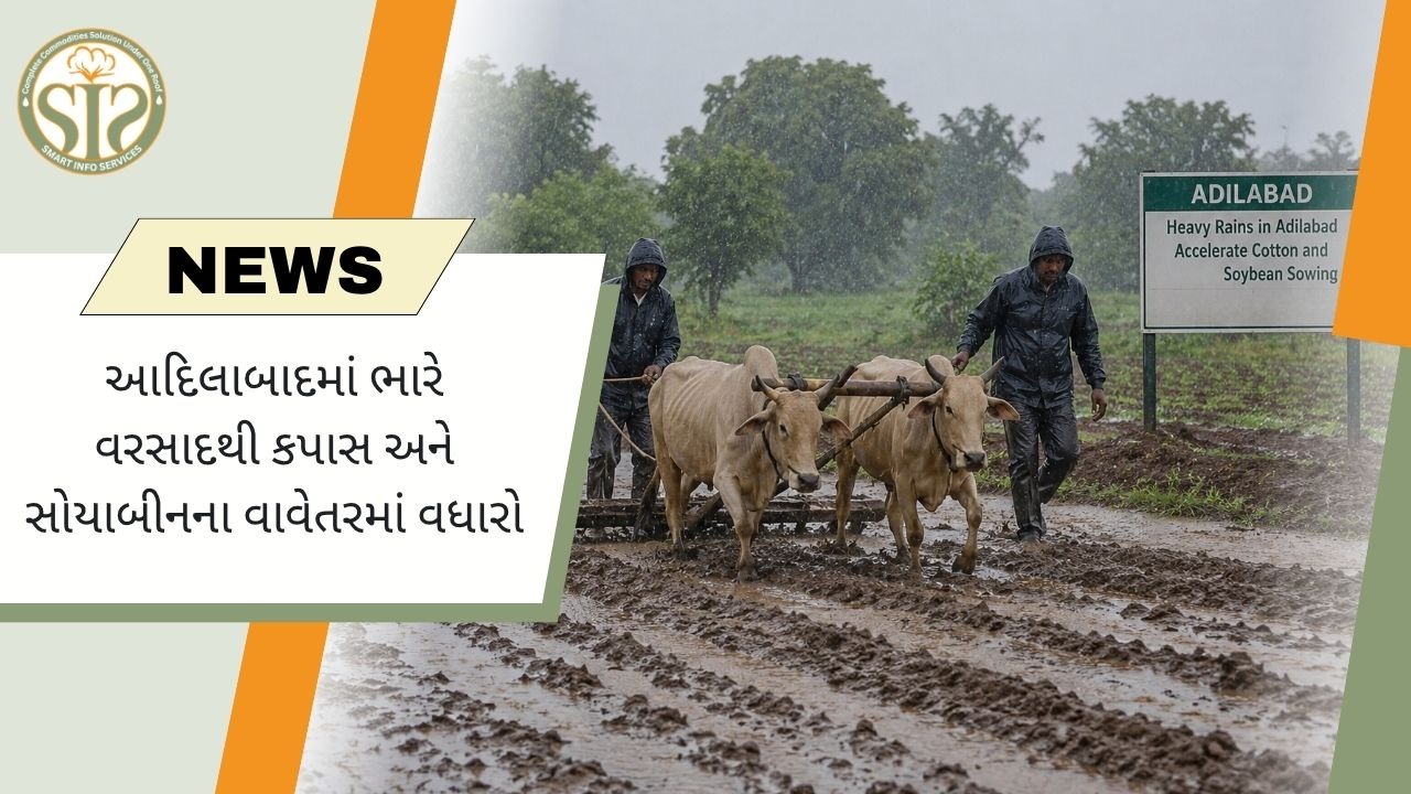 આદિલાબાદમાં કપાસ વાવેતર તેજ
