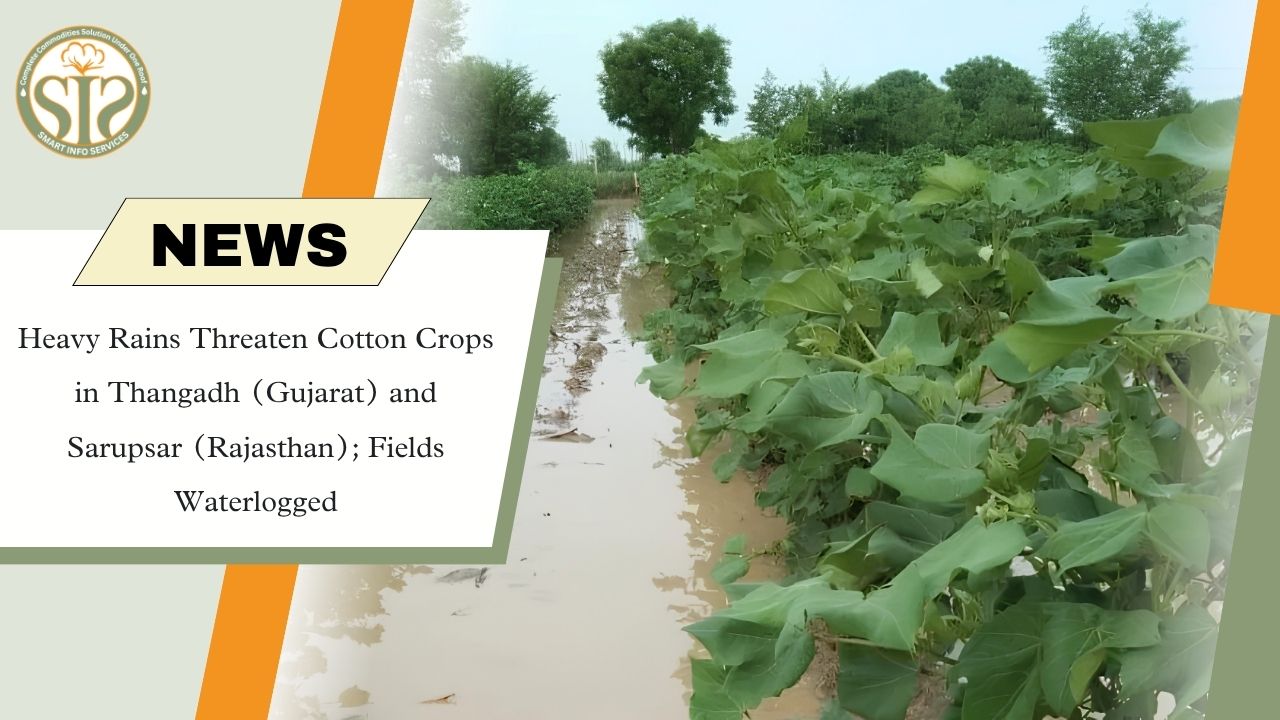 Heavy Rains Threaten Cotton Crops in Gujarat and Rajasthan, Fields Waterlogged