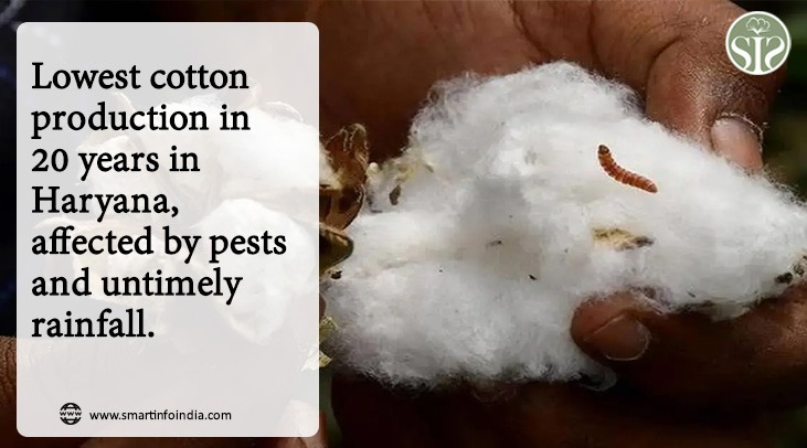 Haryana's cotton yield lowest in 20 years, 'pest-resistant' Bt variety a victim of pests and unseasonal rains