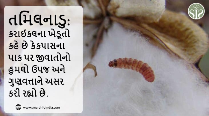 તમિલનાડુ: કરાઈકલના ખેડૂતો કહે છે કે કપાસના પાક પર જીવાતોનો હુમલો ઉપજ અને ગુણવત્તાને અસર કરી રહ્યો છે.