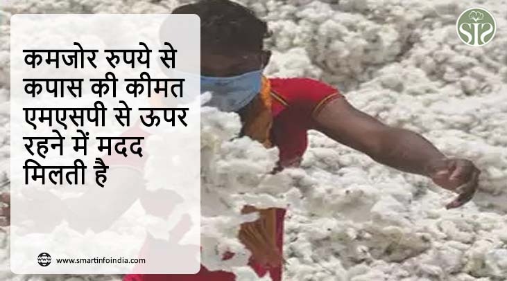 कमजोर रुपये से कपास की कीमत एमएसपी से ऊपर रहने में मदद मिलती है