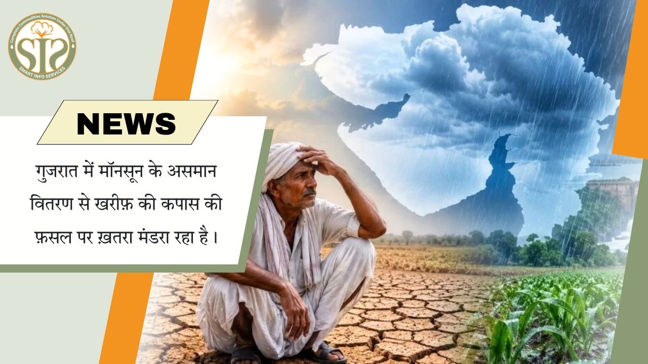 गुजरात में बारिश की कमी से कपास पर संकट