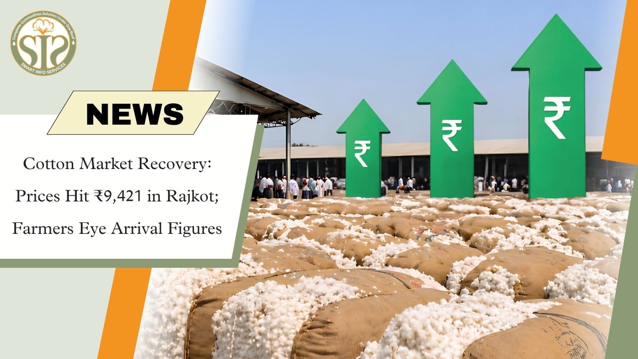 Rajkot Cotton Prices Recover