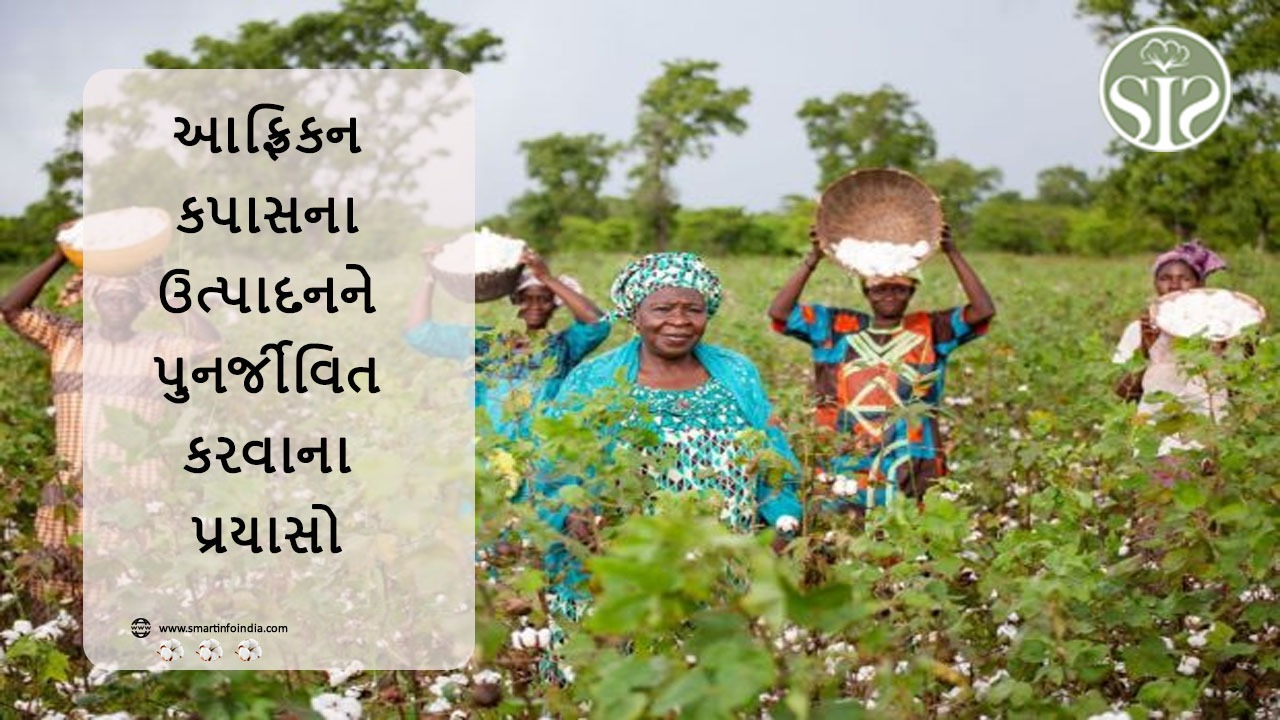 આફ્રિકન કપાસના ઉત્પાદનને પુનર્જીવિત કરવાના પ્રયાસોનું મેળવવું જોઈએ.