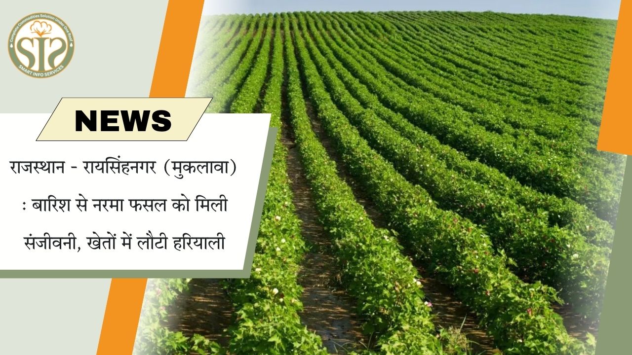 रायसिंहनगर में बारिश से नरमा फसल में लौटी हरियाली