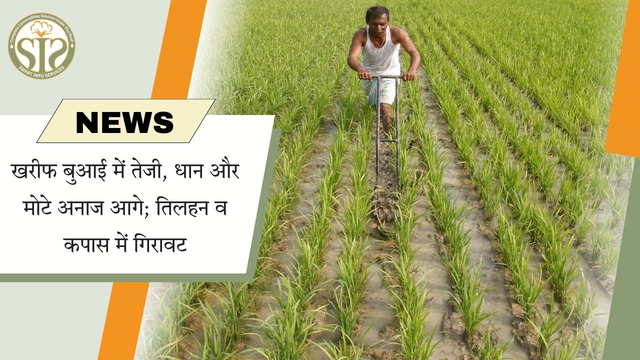 खरीफ बुवाई में तेजी, धान और मोटे अनाज आगे