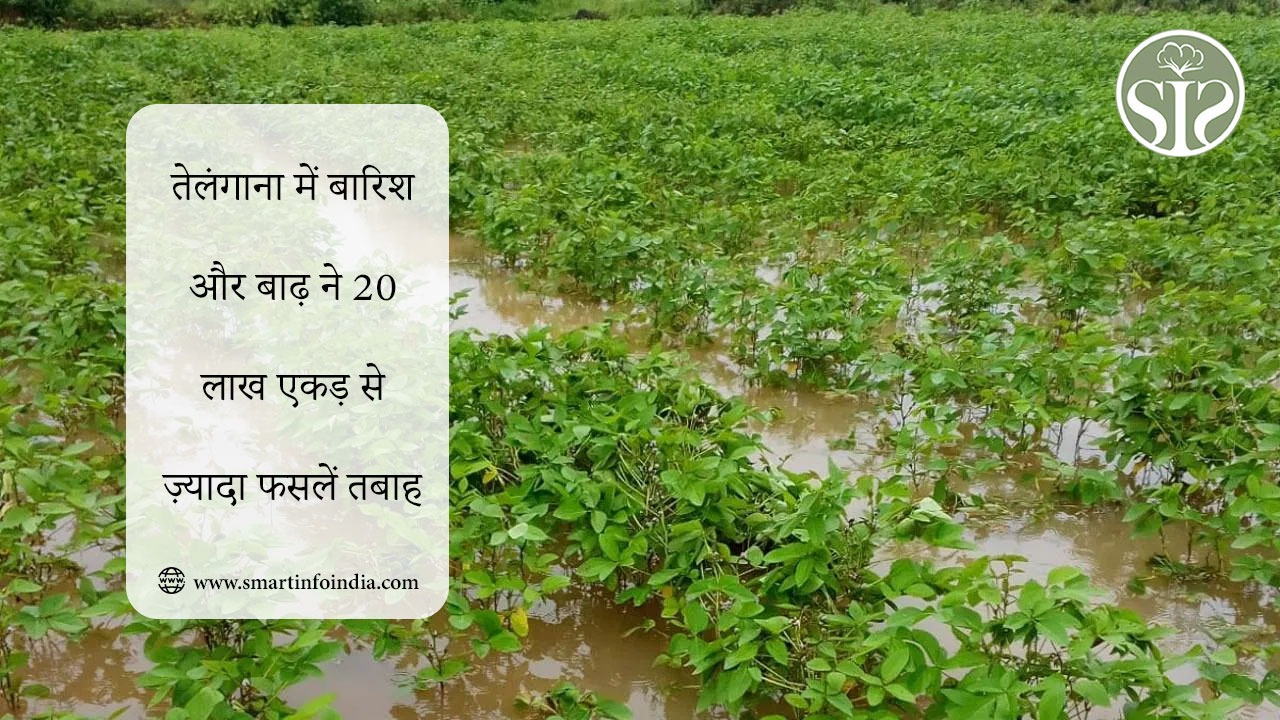 तेलंगाना में बारिश और बाढ़ ने 20 लाख एकड़ से ज़्यादा फसलें तबाह कर दीं