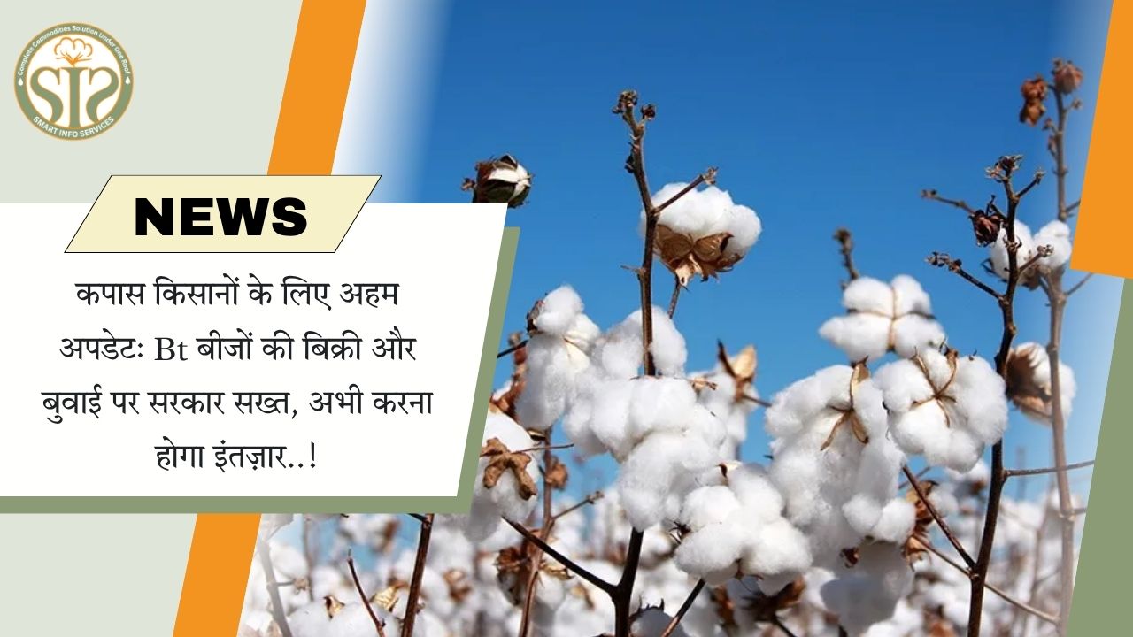 Bt कपास बीज बिक्री पर सरकार सख्त, बुवाई से पहले इंतजार जरूरी..!
