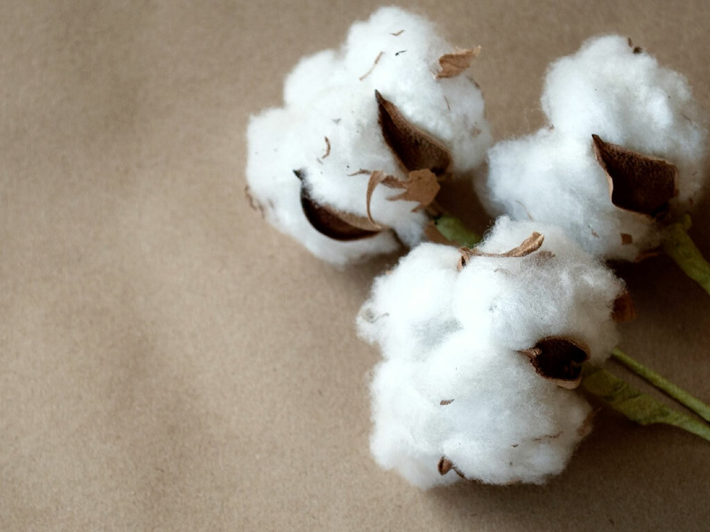 BRAZILIAN COTTON PRICES SEE SLIGHT INCREASE THIS MONTHS