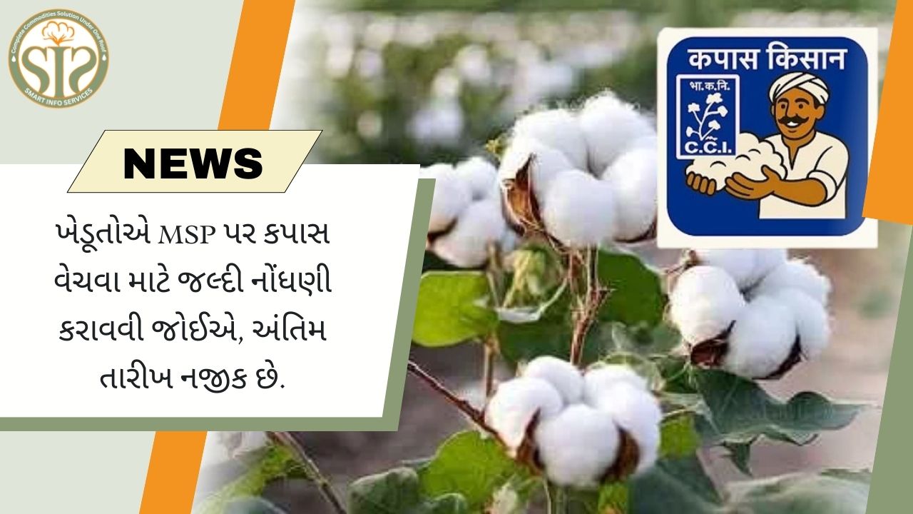 ખેડૂતોએ MSP પર કપાસ વેચવા માટે જલ્દી નોંધણી કરાવવી જોઈએ, અંતિમ તારીખ નજીક છે.