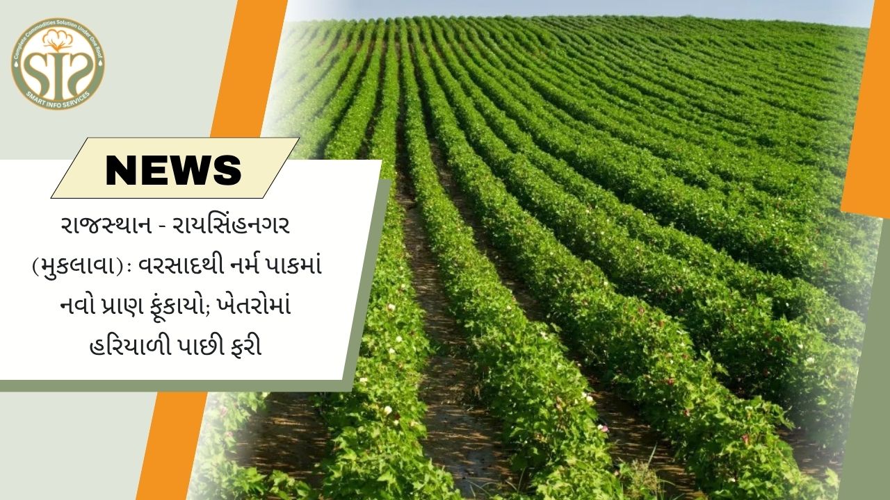 રાયસિંહનગરમાં વરસાદથી નરમા પાકમાં ફરી હરિયાળી