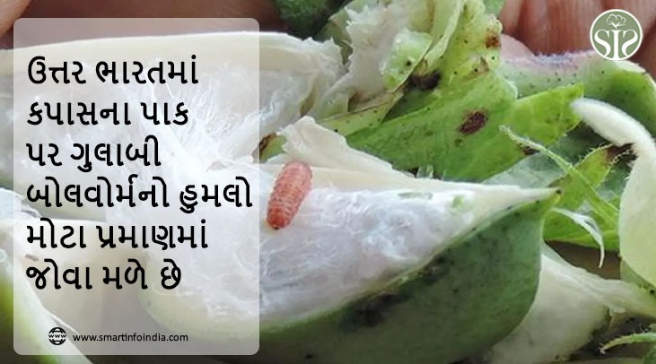 ઉત્તર ભારતમાં કપાસના પાક પર ગુલાબી બોલવોર્મનો હુમલો મોટા પ્રમાણમાં જોવા મળે છે