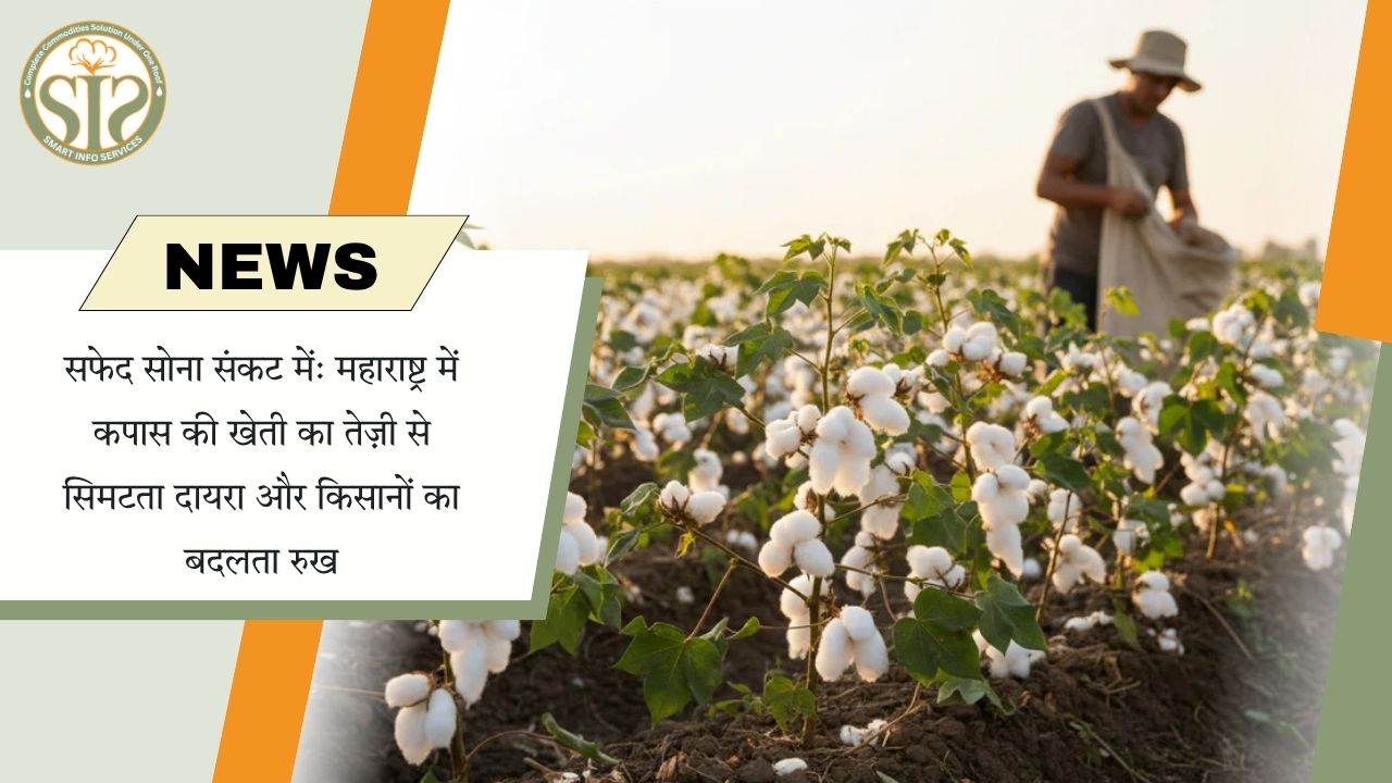 “महाराष्ट्र में कपास संकट: घटती खेती और किसानों का बदलता रुख”