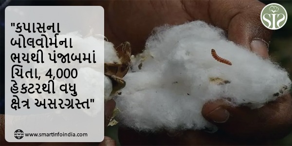 "કપાસના બોલવોર્મના ભયથી પંજાબમાં ચિંતા, 4,000 હેક્ટરથી વધુ અસરગ્રસ્ત"