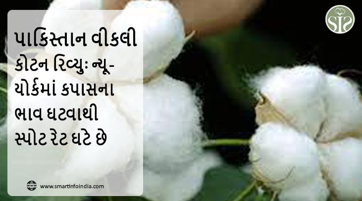 પાકિસ્તાન વીકલી કોટન રિવ્યુઃ ન્યૂયોર્કમાં કપાસના ભાવ ઘટવાથી સ્પોટ રેટ ઘટે છે