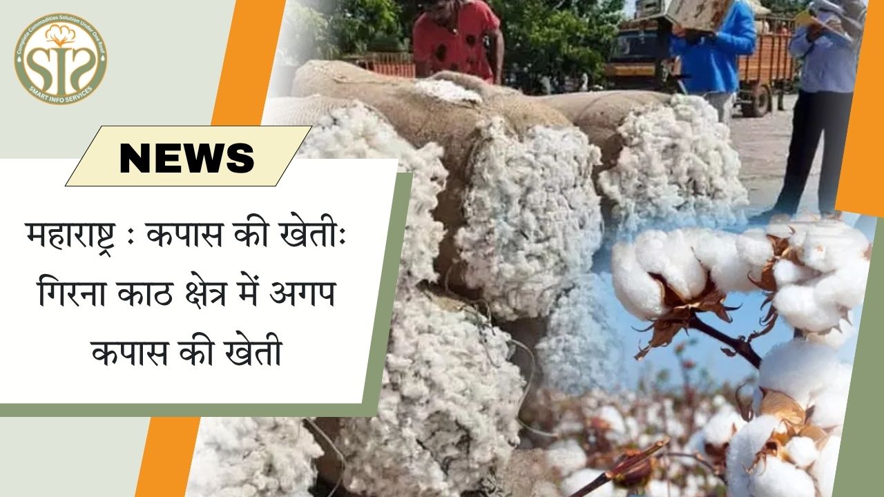 महाराष्ट्र : कपास की खेती: गिरना काठ क्षेत्र में अगप कपास की खेती