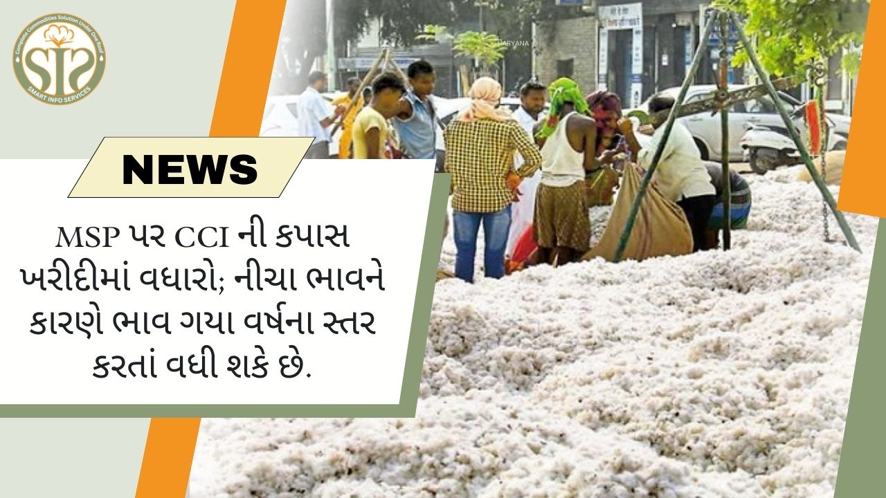 CCI MSP પર કપાસની ખરીદી વધારશે, ગયા વર્ષ કરતાં ભાવ વધી શકે છે