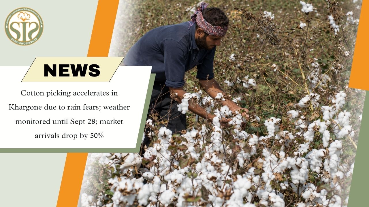 Cotton Picking Accelerates in Khargone Amid Rain Fears, Market Arrivals Fall 50%