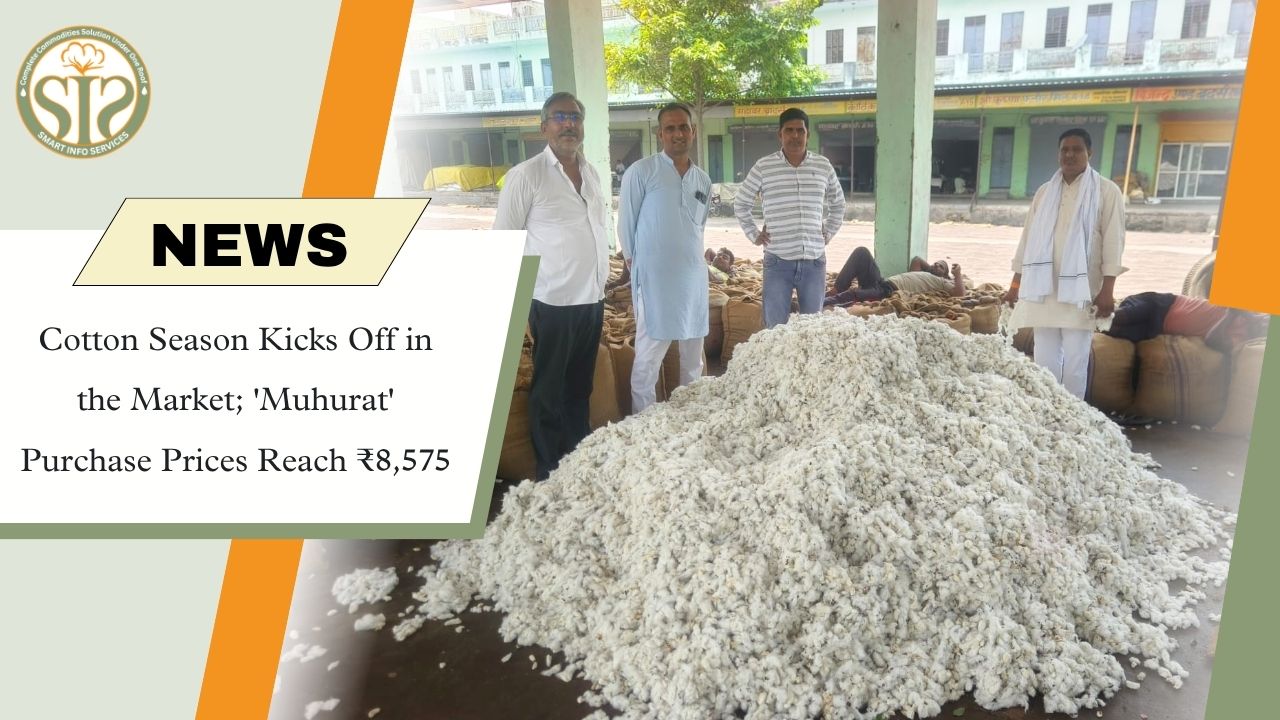 Cotton Season Begins, Muhurat Prices Rise