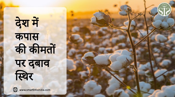 દેશમાં કપાસના ભાવ પર દબાણ સ્થિર