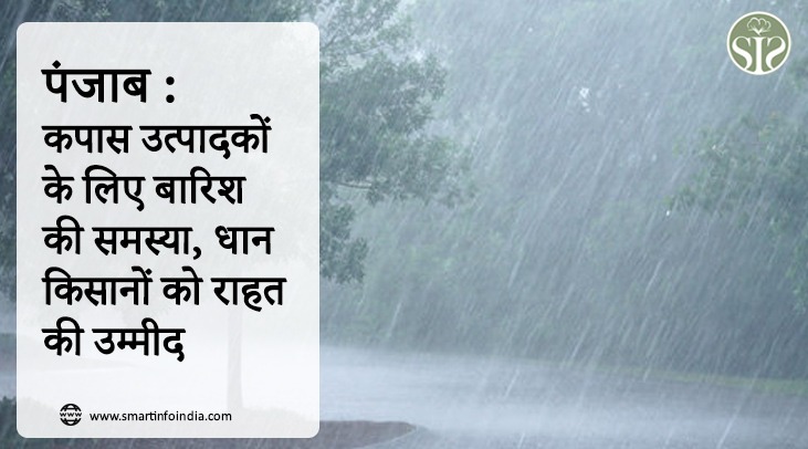 पंजाब : कपास उत्पादकों के लिए बारिश की समस्या, धान किसानों को राहत की उम्मीद
