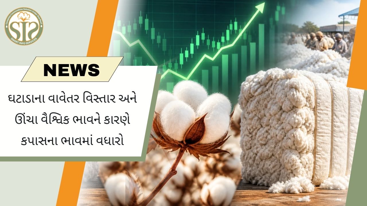 ઓછા વાવેતર અને વૈશ્વિક ભાવવધારા વચ્ચે કપાસના ભાવ મજબૂત