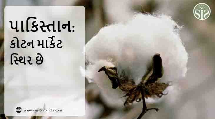 પાકિસ્તાન: કોટન માર્કેટ સ્થિર છે.