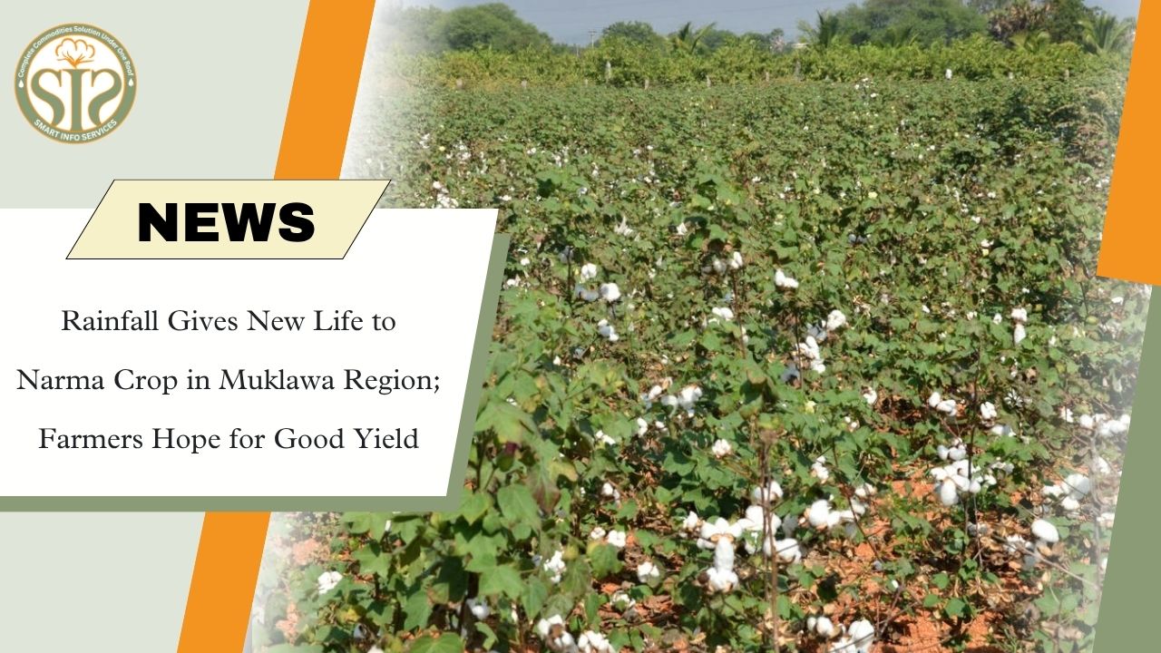 Rain Revives Narma Crop in Muklawa, Farmers Expect Better Yield