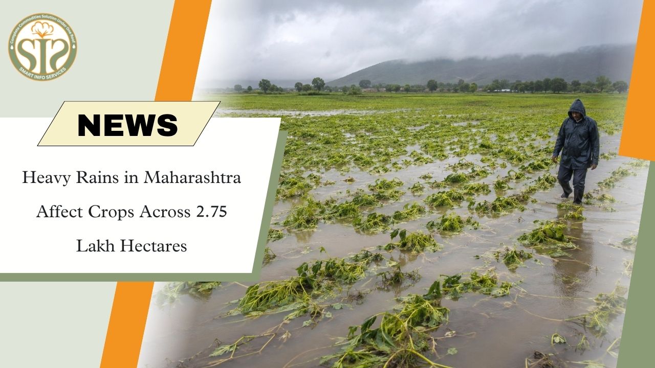 Heavy Rains Damage 2.75 Lakh Hectares