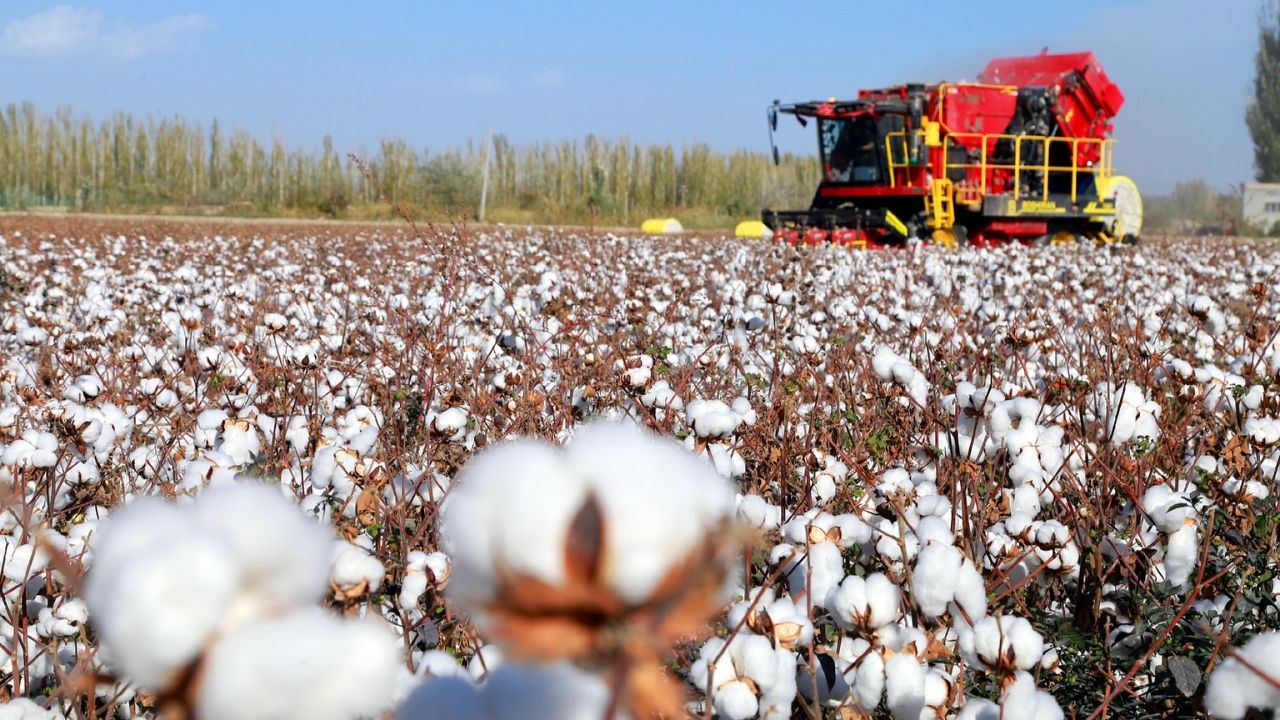 Compensation to be provided for selling cotton below MSP.