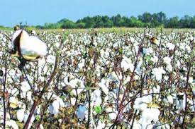 Cotton crop at risk again, Vidharbh farmers seek govt aid