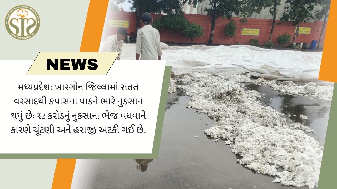 ખરગોનમાં વરસાદથી કપાસનો પાક બગડ્યો, 2 કરોડ રૂપિયાનું નુકસાન થયું