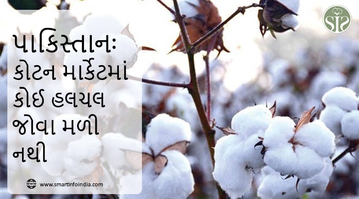 પાકિસ્તાન: કોટન માર્કેટમાં કોઈ હલચલ જોવા મળી નથી