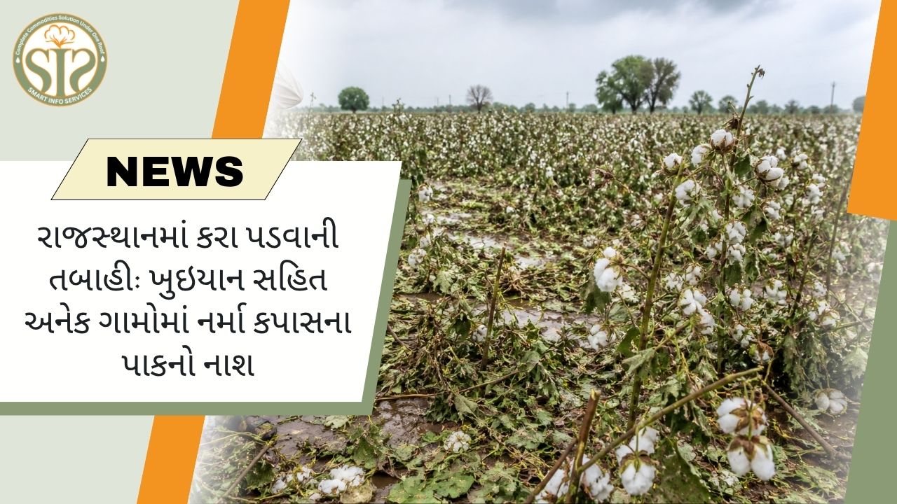 રાજસ્થાન: ખુઇયાન સહિત અનેક ગામોમાં પાકનો નાશ થયો