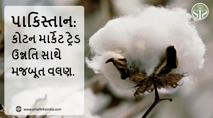 પાકિસ્તાન: કોટન માર્કેટ ટ્રેડ ઉન્નતિ સાથે મજબૂત વલણ.